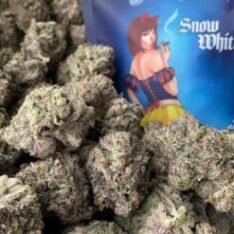 Indica